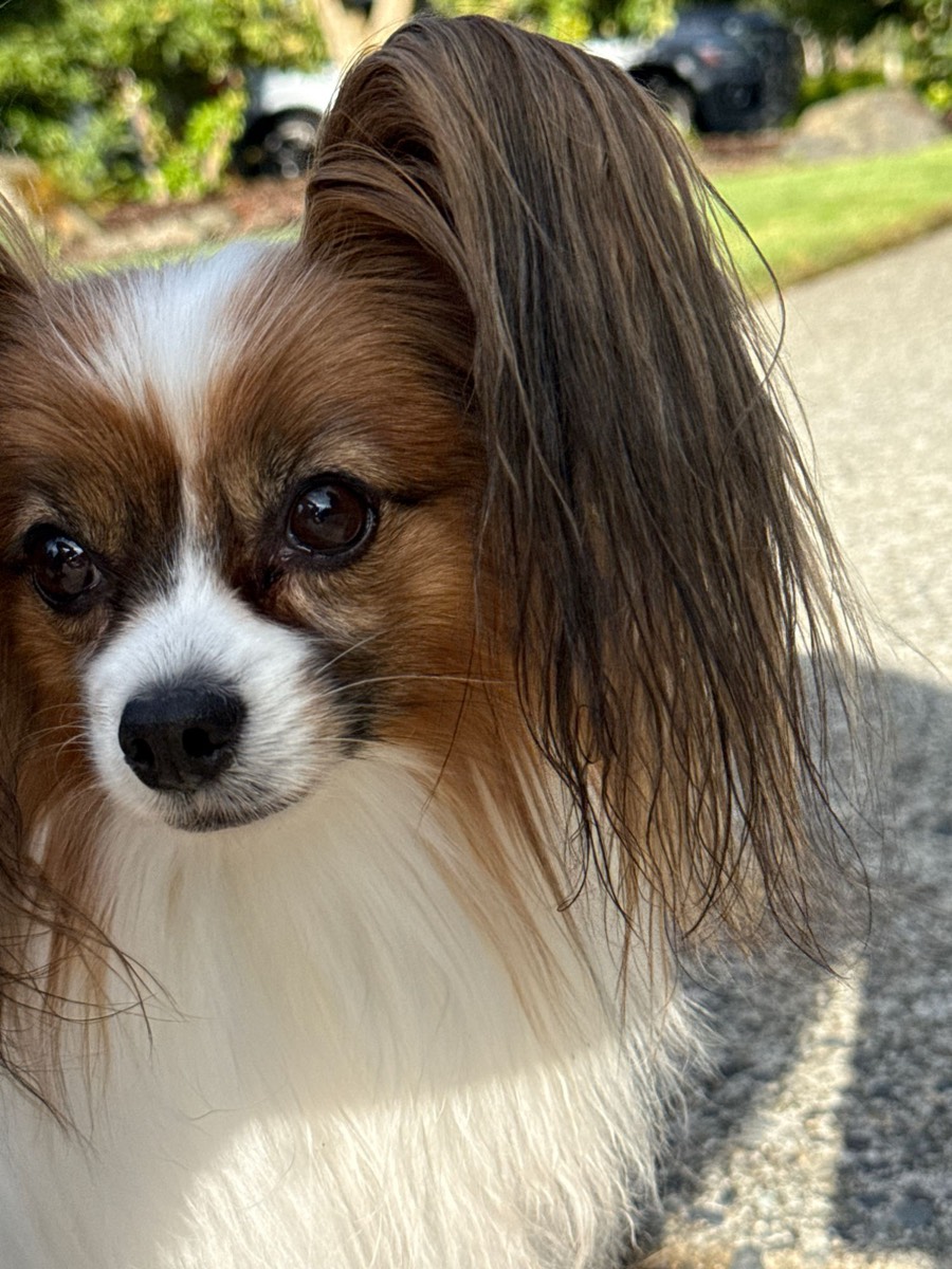 Amelia, a papillon with long feathered ears, looking at the camera